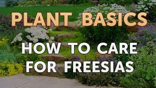 How to Care for Freesias [upl. by Ydissac]