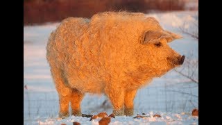 Meet the Mangalitsa Pig  The Pig looks like a Sheep [upl. by Rafa958]