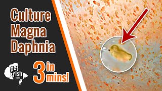 How to culture DAPHNIA MAGNA  The easy way [upl. by Nikal449]