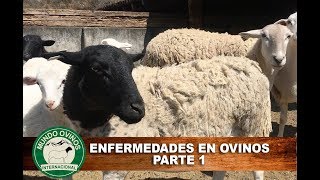 Enfermedades en ovinos parte 1 [upl. by Neelie]