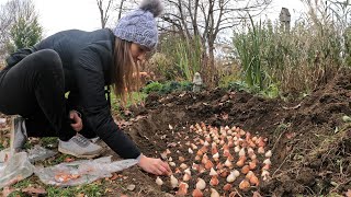 How to Plant Daffodil and Tulip Bulbs for Cut Flowers 🌷  Northlawn Flower Farm [upl. by Aisnetroh]