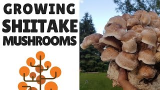 Growing Shiitake Mushrooms [upl. by Aivatco]