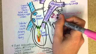 Heart Structure and Circulation [upl. by Lorianna]