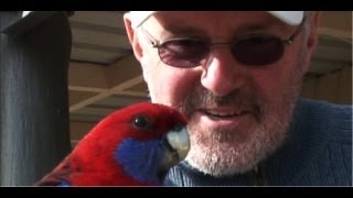 Hand Feeding An Australian Crimson Rosella [upl. by Wallack]