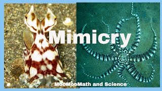 Examples of animal mimicry [upl. by Niccolo]