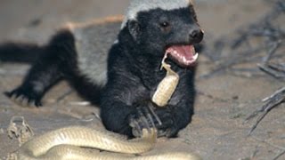 The Honey Badgers Dont give a F [upl. by Sprague]