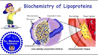 Introduction to lipids  High school biology  Khan Academy [upl. by Rodgers739]