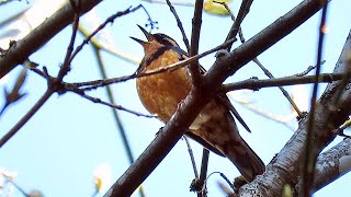 Varied Thrush Singing [upl. by Aneel46]