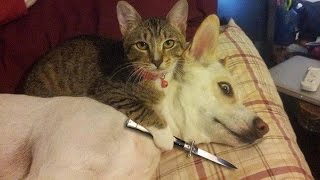 Funny Cats vs Dogs Compilation [upl. by Eadith]