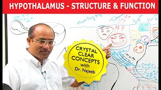 Hypothalamus  Structure and Function  Neuroanatomy [upl. by Htebazle]