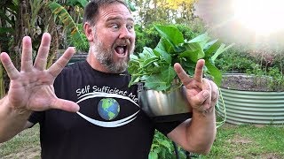 7 Top Vegetables EASY to Grow in a HOT Summer [upl. by Gibeon486]