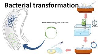 Bacterial transformation [upl. by Adnamor]