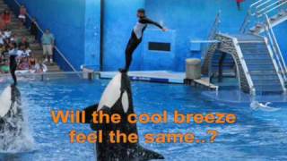 Seaworld Believe Killer Whale Shamu Show Soundtrack Black And White [upl. by Eiblehs]