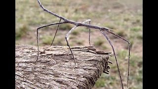 Walking Stick insect [upl. by Yoshi]