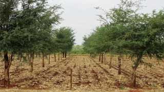 Regreening Africas landscape  Trees as natural fertiliser [upl. by Acinahs]