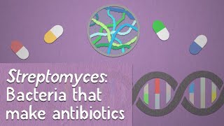 Streptomyces Bacteria that make antibiotics [upl. by Ireg]