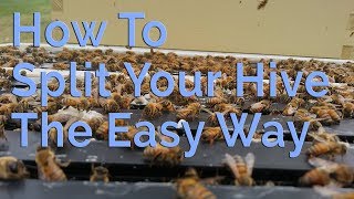 How To Split Your Beehive The Easy Way [upl. by Plume]