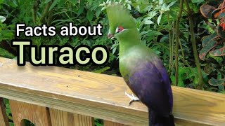 Facts about Turaco [upl. by Saffian944]