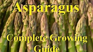 How To Grow Asparagus  Complete Growing Guide [upl. by Latyrc]