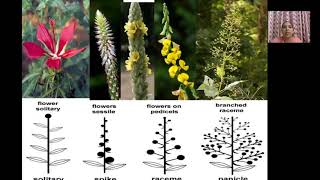 inflorescence part 1 [upl. by Rabbi]