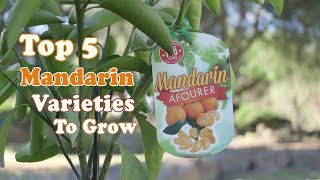 How to plant a Dwarf Mandarin tree [upl. by Elli]