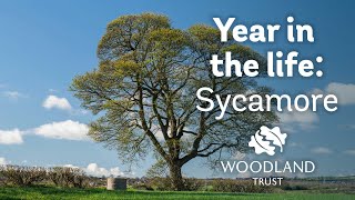 A Year in the Life of a Sycamore Tree [upl. by Eeldarb]