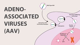 1 Adeno Associated Virus AAV  An Introduction [upl. by Power]