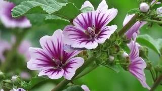 Common Mallow  Zebrina Cultivar Malva sylvestris [upl. by Adrial]