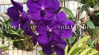 How I grow my Vanda orchids [upl. by Ilatfan439]