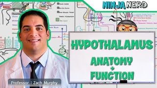 Neurology  Hypothalamus Anatomy amp Function [upl. by Licha]