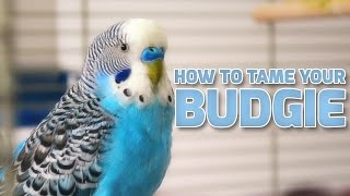 How to Tame Your Budgies  Parakeets [upl. by Siram]