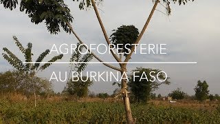 Agroforesterie par lAPAF  Burkina Faso [upl. by Skier]