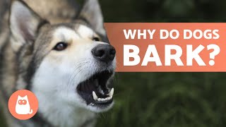 10 Reasons Why Dogs BARK 🐶 Dog BARKING Explained [upl. by Ahl]