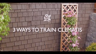 How To Train Clematis [upl. by Porty509]