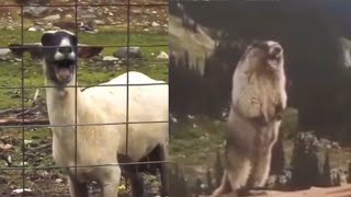 Marmot vs Goat Scream [upl. by Ojibbob489]