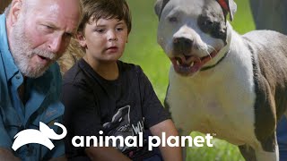 Familia desiste adopción de pit bull  Pit bulls y convictos  Animal Planet [upl. by Divadleahcim]