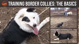 Training Border Collies The Basics [upl. by Nosrettap]