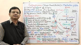 Diabetes Mellitus Part10 Mechanism of Action of Sulfonylurease  Antidiabetic Drugs  Diabetes [upl. by Elleinnod]