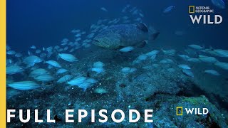 Shark Eating Goliath Full Episode  Monster Fish [upl. by Ibrab472]