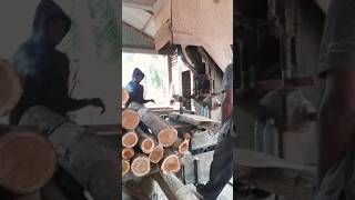 Kayu akasia [upl. by Alf]