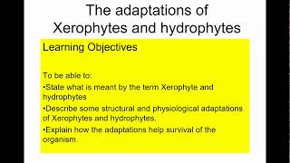 A level Biology Xerophytes and hydrophytes [upl. by Hobbie412]