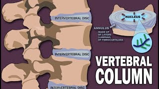 VERTEBRAL COLUMN ANATOMY 12 [upl. by Staci]