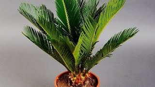 SAGO PALM CARE CONDITIONS  CYCAS PLANT ANALYSIS [upl. by Enimsay]