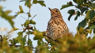 Song Thrush Singing at Sunset [upl. by Name]