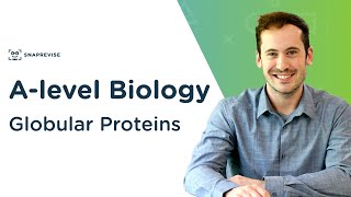 Globular Proteins  Alevel Biology  OCR AQA Edexcel [upl. by Doralin241]