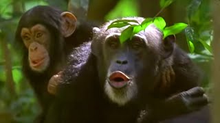 Human and Primate Relationship  Cousins  BBC Earth [upl. by Roxane]