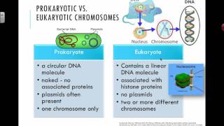 Prokaryotic vs Eukaryotic Chromosomes 2016 IB Biology [upl. by Adolpho]