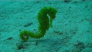 Seahorse in Indian Ocean Beautiful Marine Life Fish Underwater [upl. by Remlap]