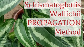 How I Divide And Propagate Schismatoglottis Wallichii House Plant [upl. by Nedrob]