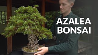 Azalea Bonsai care [upl. by Babby]